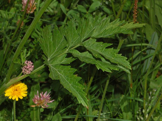 Pimpinella major